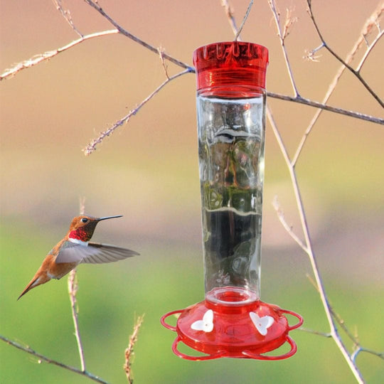 Glass Hummingbird Feeder, 20 oz