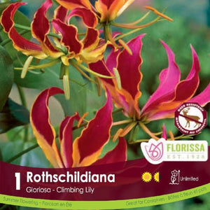 Gloriosa Rothschildiana red and yellow spring bulb