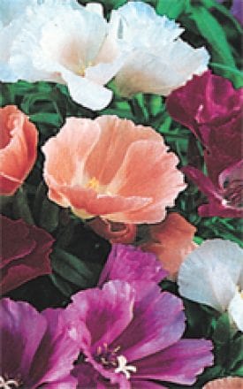 Godetia Azalea Flowered Mix - Ontario Seed Company