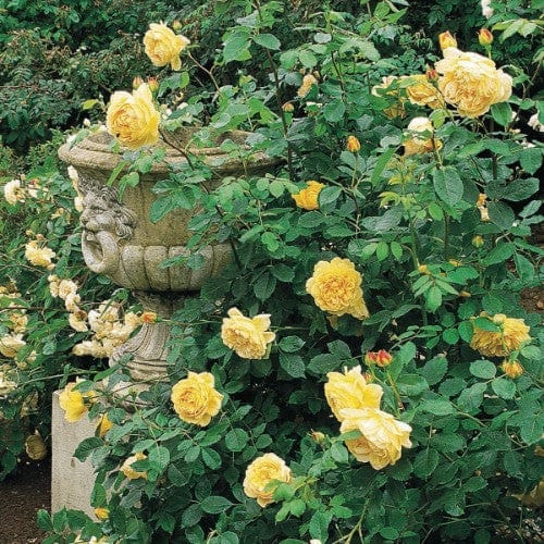 Golden Celebration - David Austin Rose yellow