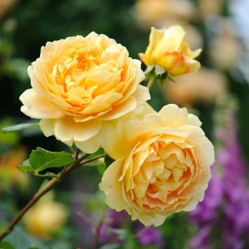 Golden Celebration - David Austin Rose yellow