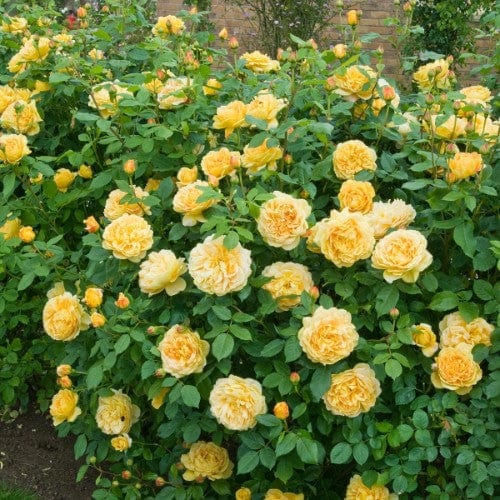 Golden Celebration - David Austin Rose yellow