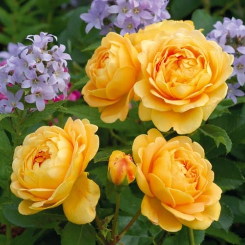 Golden Celebration - David Austin Rose yellow