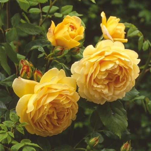 Golden Celebration - David Austin Rose yellow