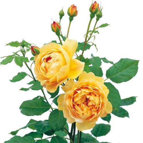 Golden Celebration - David Austin Rose yellow