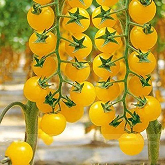 Tomato Goldkrone - Mr. Fothergill's Seeds