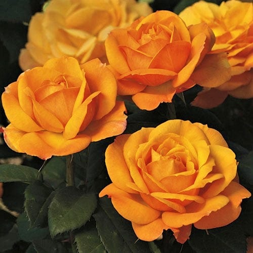 Good As Gold - Weeks Rose