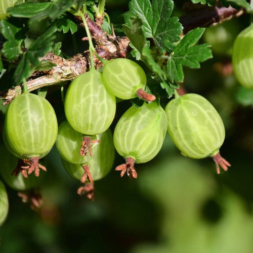 Gooseberry Pixwell Green