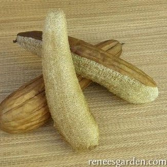 Gourd Bath Loofah - Renee's Garden Seeds