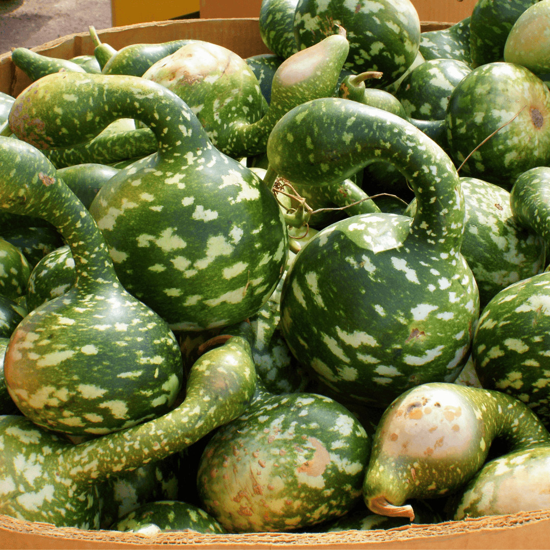 Gourd Speckled Swan - Ontario Seed Company