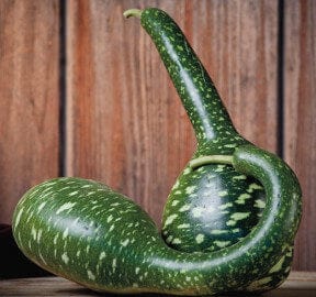 Gourd Speckled Swan - Ontario Seed Company