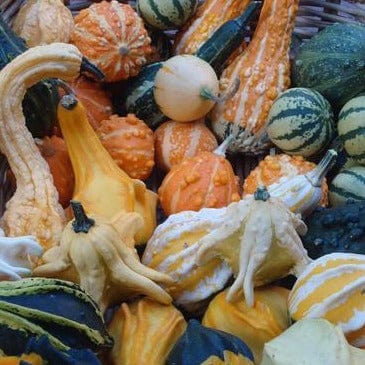 Gourds Wings and Warts - Renee's Garden Seeds