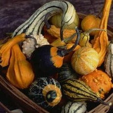 Gourds Wings and Warts - Renee's Garden Seeds