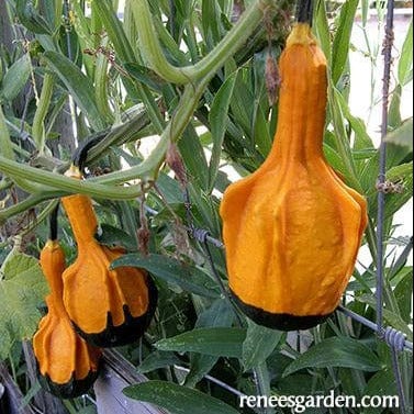 Gourds Wings and Warts - Renee's Garden Seeds
