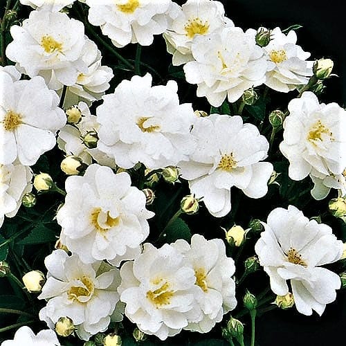Gourmet Popcorn - Weeks Rose