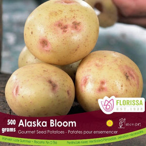 Gourmet Potato - Alaska Bloom, 500g