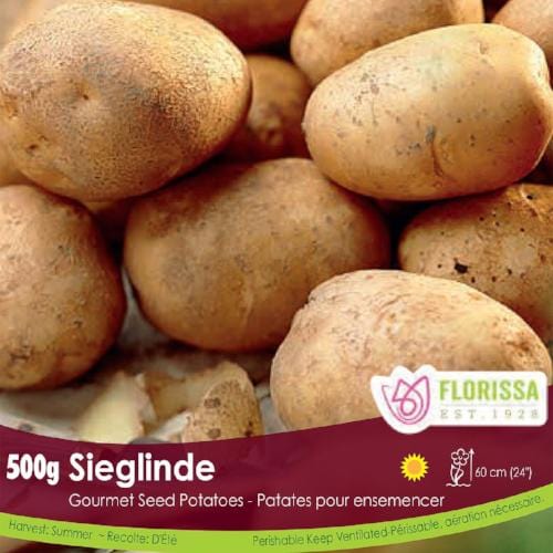 Gourmet Potato - Sieglinde, 500g
