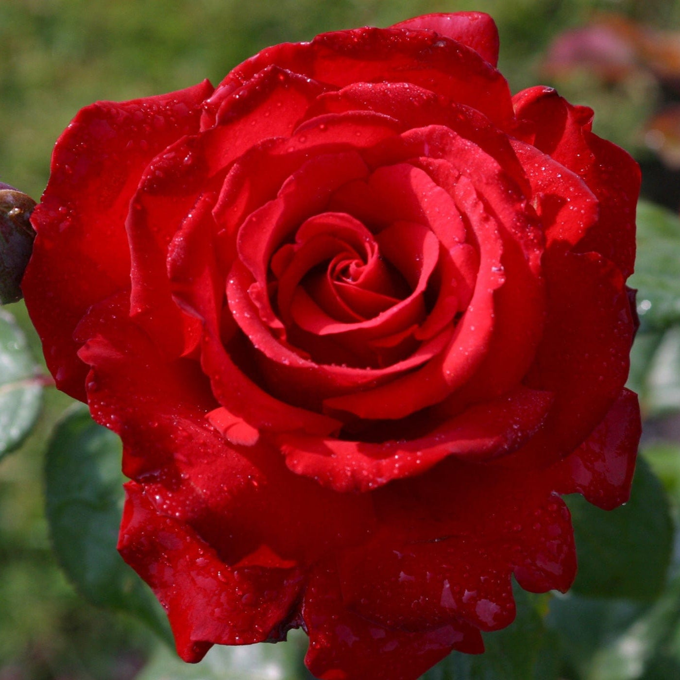 Grande Amore Eleganza - Star Roses and Plants