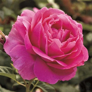 Grande Dame - Weeks Rose