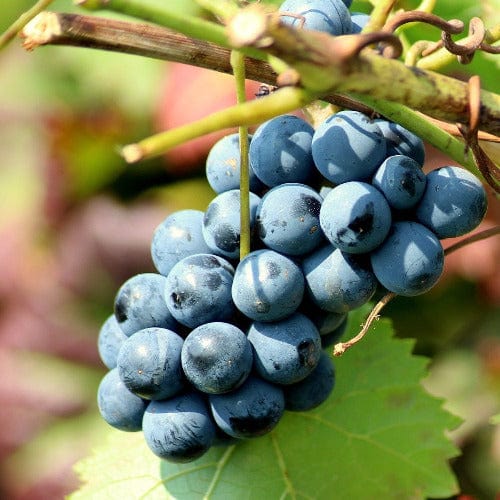 Grape - Concord