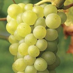 Grape - Himrod Seedless