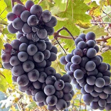 Grape - Sovereign Coronation