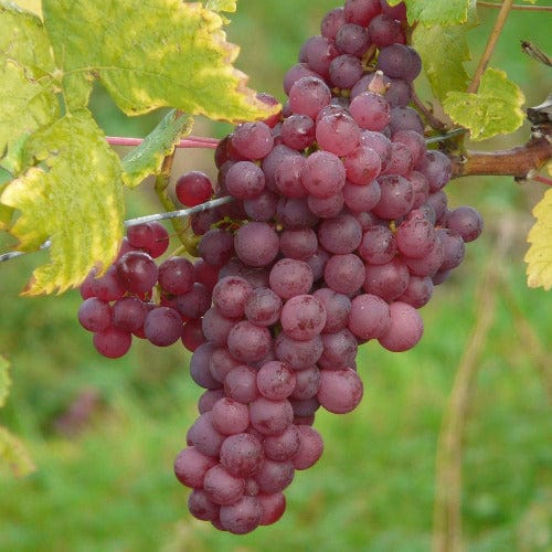 Grape - Vanessa