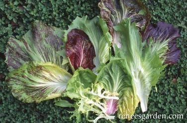 Greens Crispy Winter - Renee's Garden