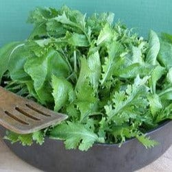 Greens Mild Mustard Mix - Renee's Garden Seeds