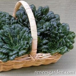 Greens Rosette Tatsoi - Renee's Garden Seeds