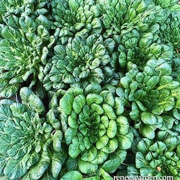 Greens Rosette Tatsoi - Renee's Garden Seeds