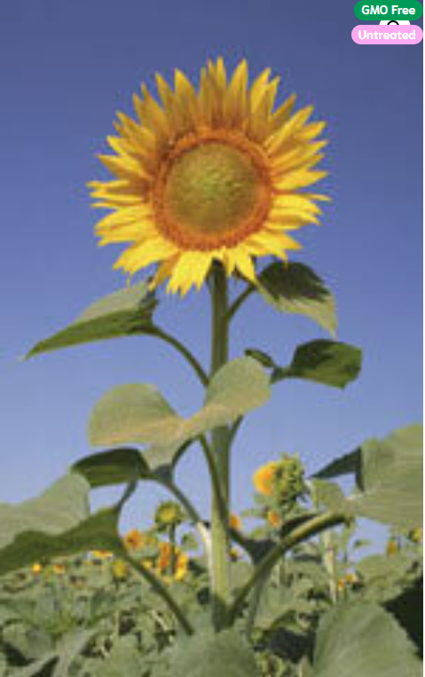 Sunflower Large Grey Striped - Ontario Seed Company