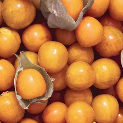 Ground Cherry Aunt Molly's - Saanich Organics