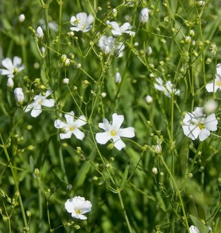 Gypsophila Baby's Breath - West Coast Seeds