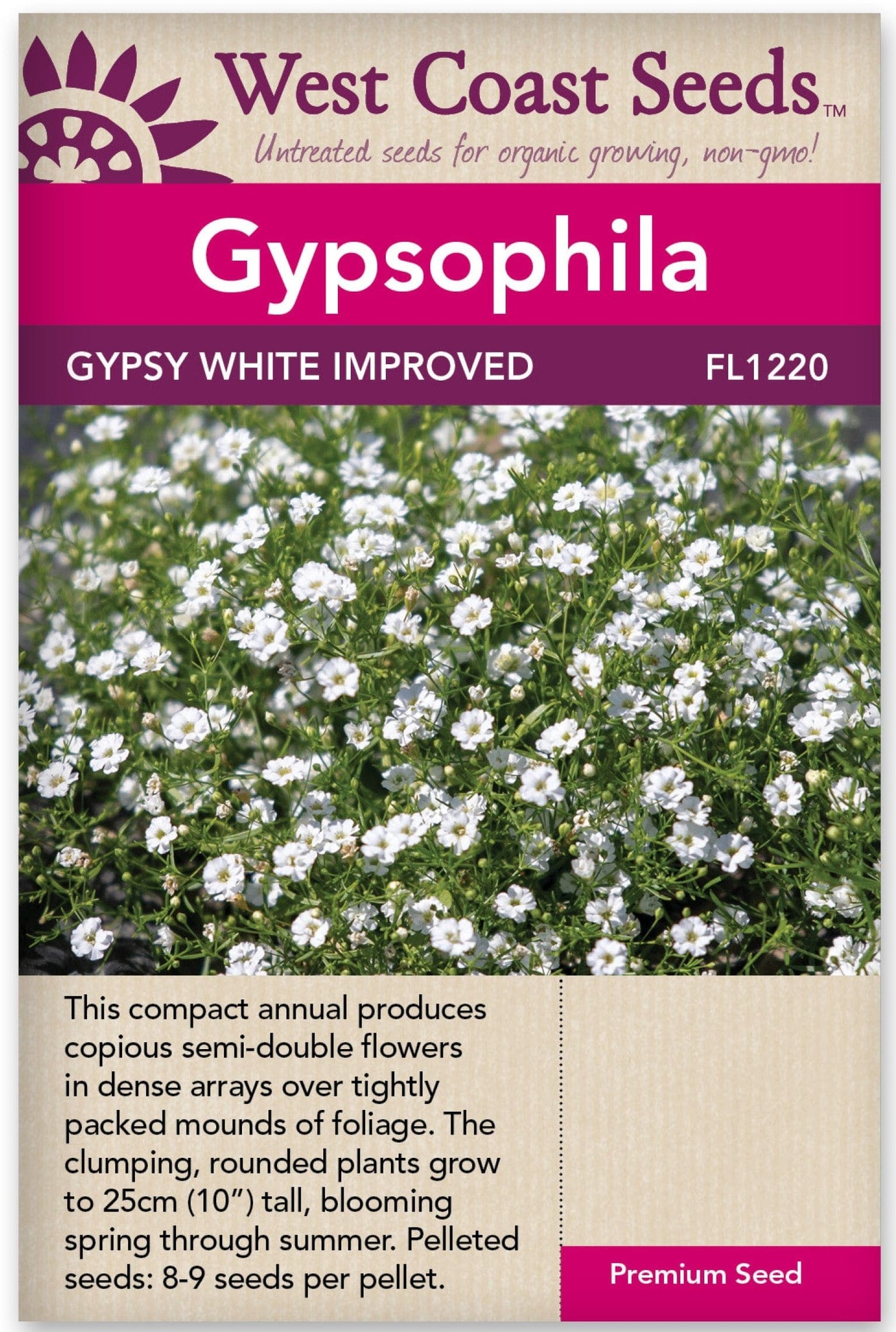 Gypsophila Gypsy White - West Coast Seeds