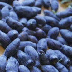 Haskap Honeyberry - 2‑Variety Combo