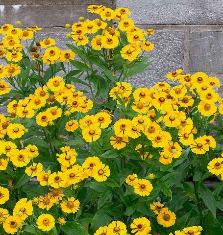 Helenium Autumn Sneezeweed - West Coast Seeds