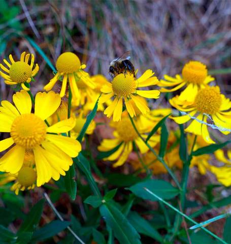 Helenium Autumn Sneezeweed - West Coast Seeds