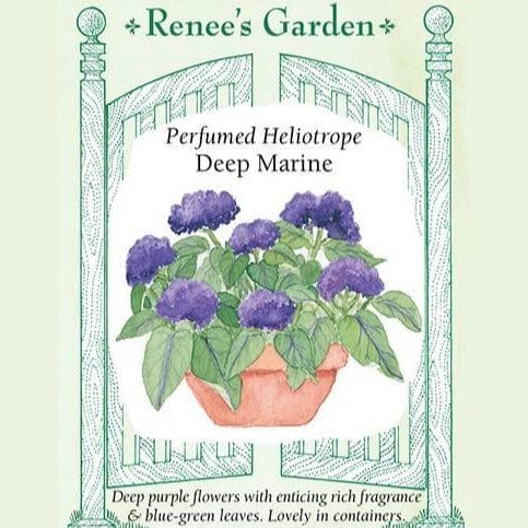 Heliotrope Deep Mariner - Renee's Garden Seeds
