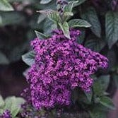 Heliotrope Deep Mariner - Renee's Garden Seeds