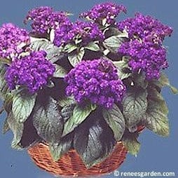 Heliotrope Deep Mariner - Renee's Garden Seeds