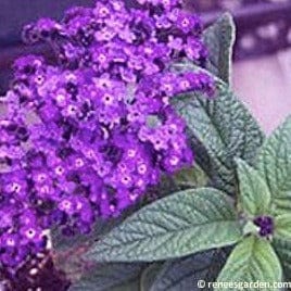 Heliotrope Deep Mariner - Renee's Garden Seeds