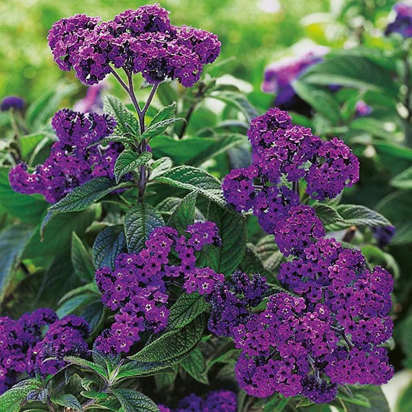 Heliotrope Dwarf Marine - Mr. Fothergill's Seeds