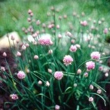 Herb Chives Fine Leaf - Renee's Garden Seeds