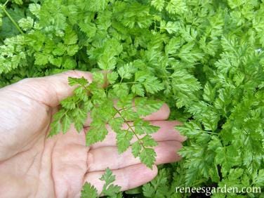 Herb French Chervil - Renee's Garden