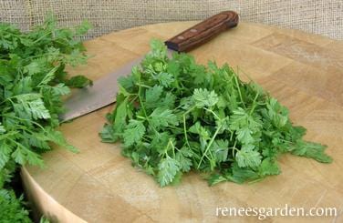 Herb French Chervil - Renee's Garden