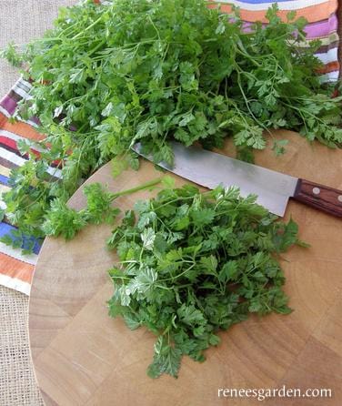 Herb French Chervil - Renee's Garden