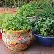 The Container Herb Garden