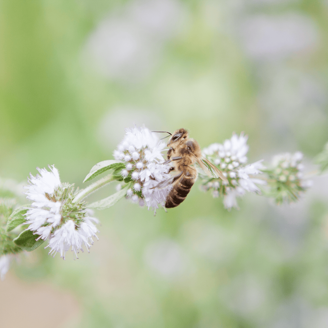 Herb Pennyroyal - Salt Spring Seeds