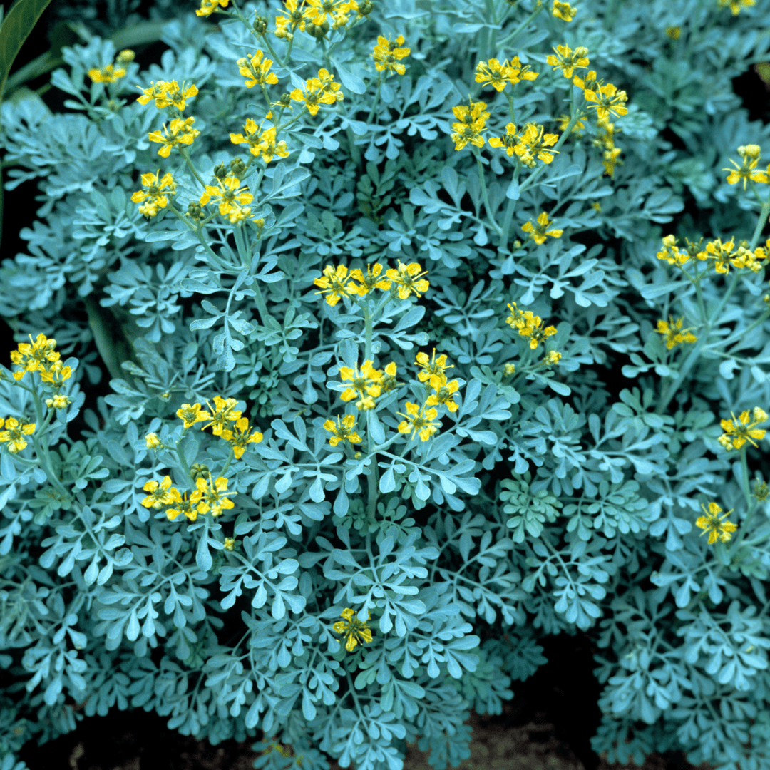 Herb Rue Ruta - Salt Spring Seeds